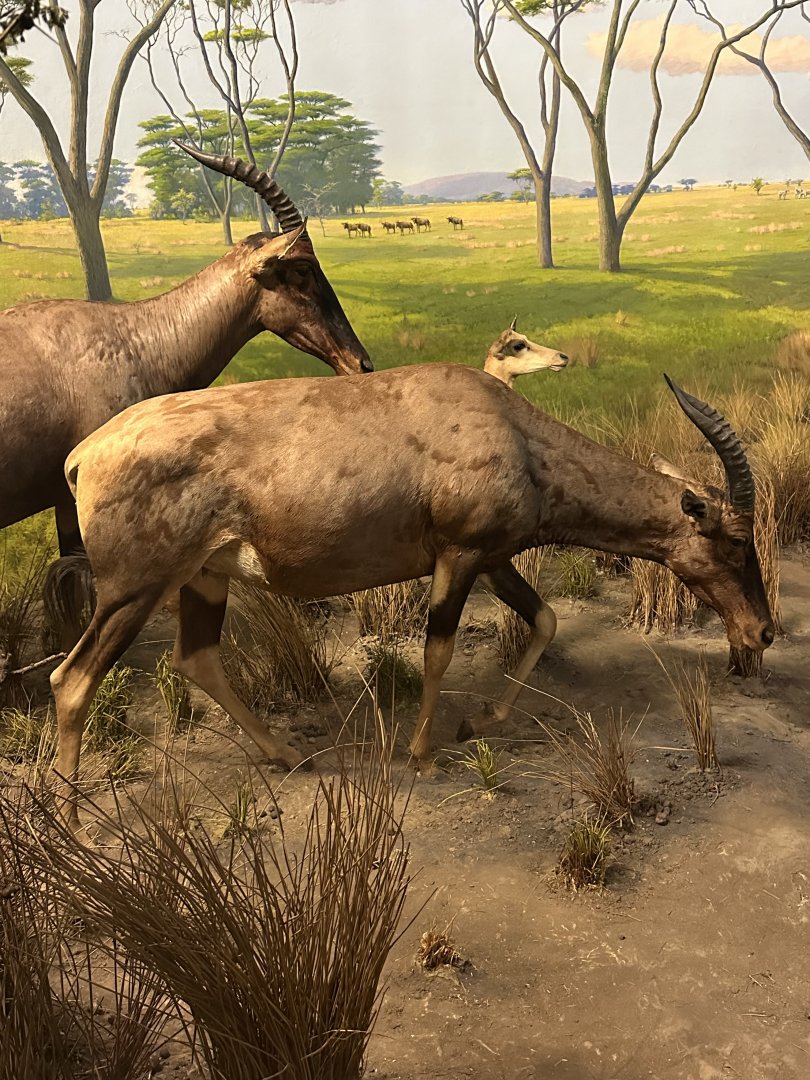 May 2025 - Africa - Topi