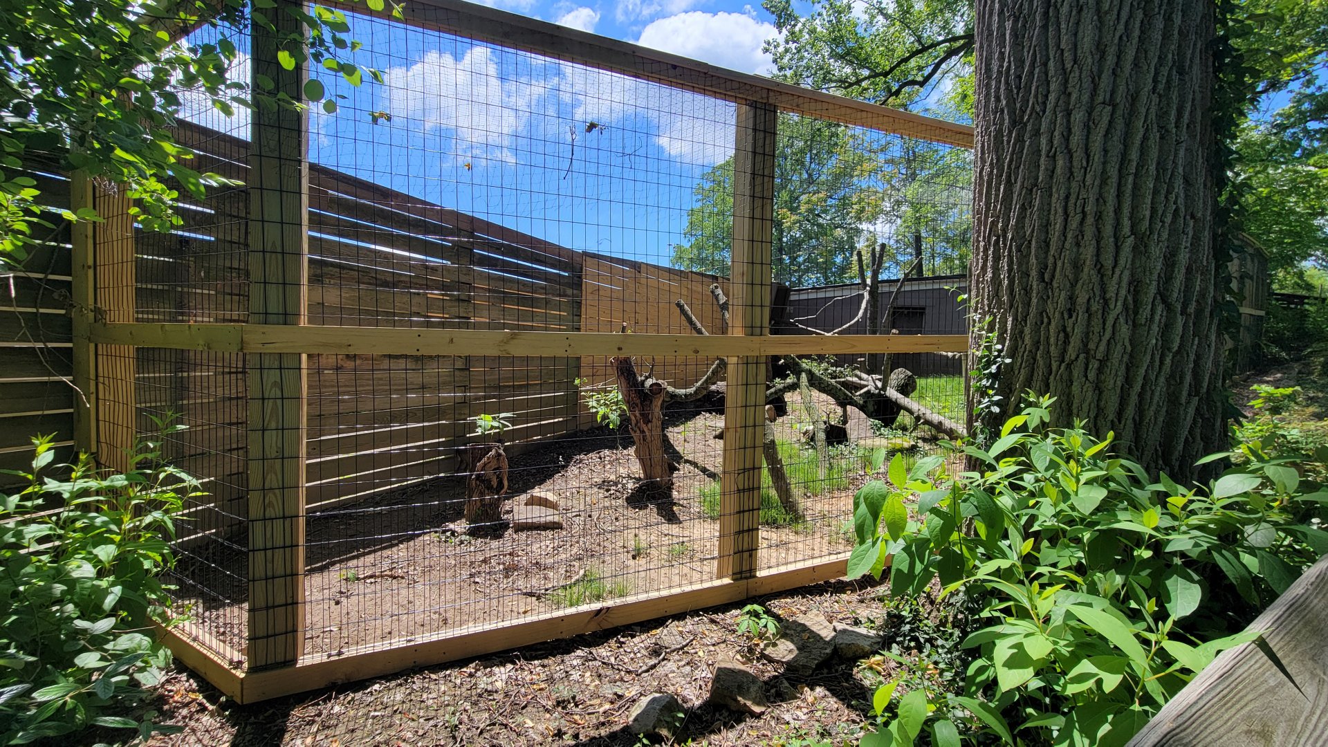 May. 2025 - African Panorama - Blue Duiker & Turkey Vulture Exhibit