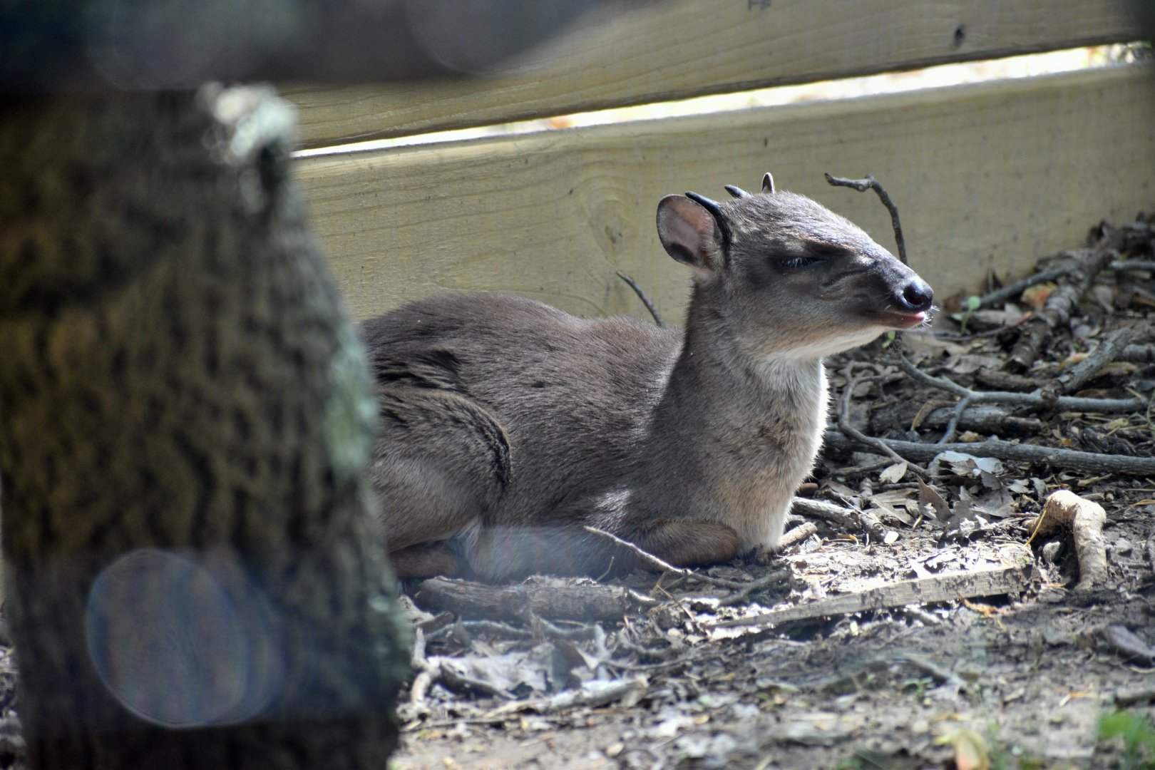 May. 2025 - African Panorama - Blue Duiker