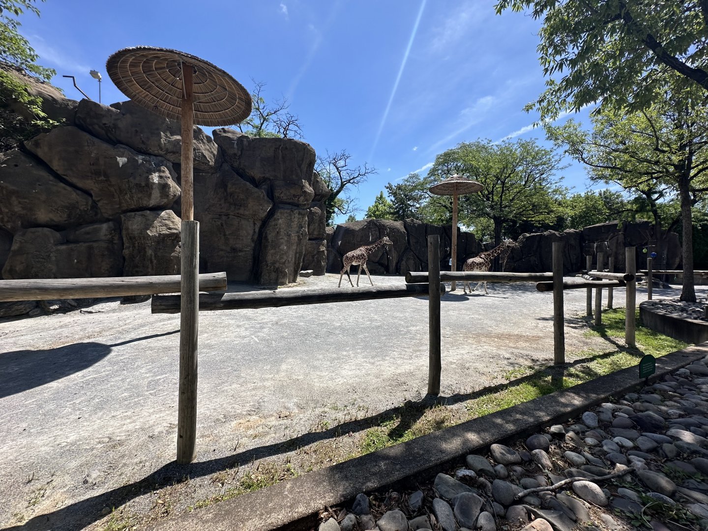 May 2025 - African Plains - Giraffe Enclosure