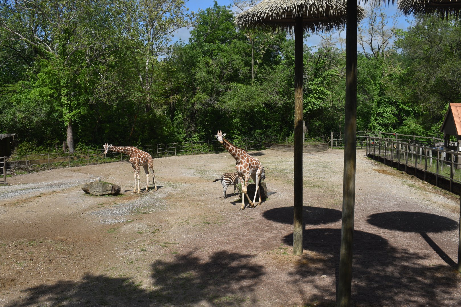 May. 2025 - African Rift Valley - Giraffe & Grant's Zebra Exhibit