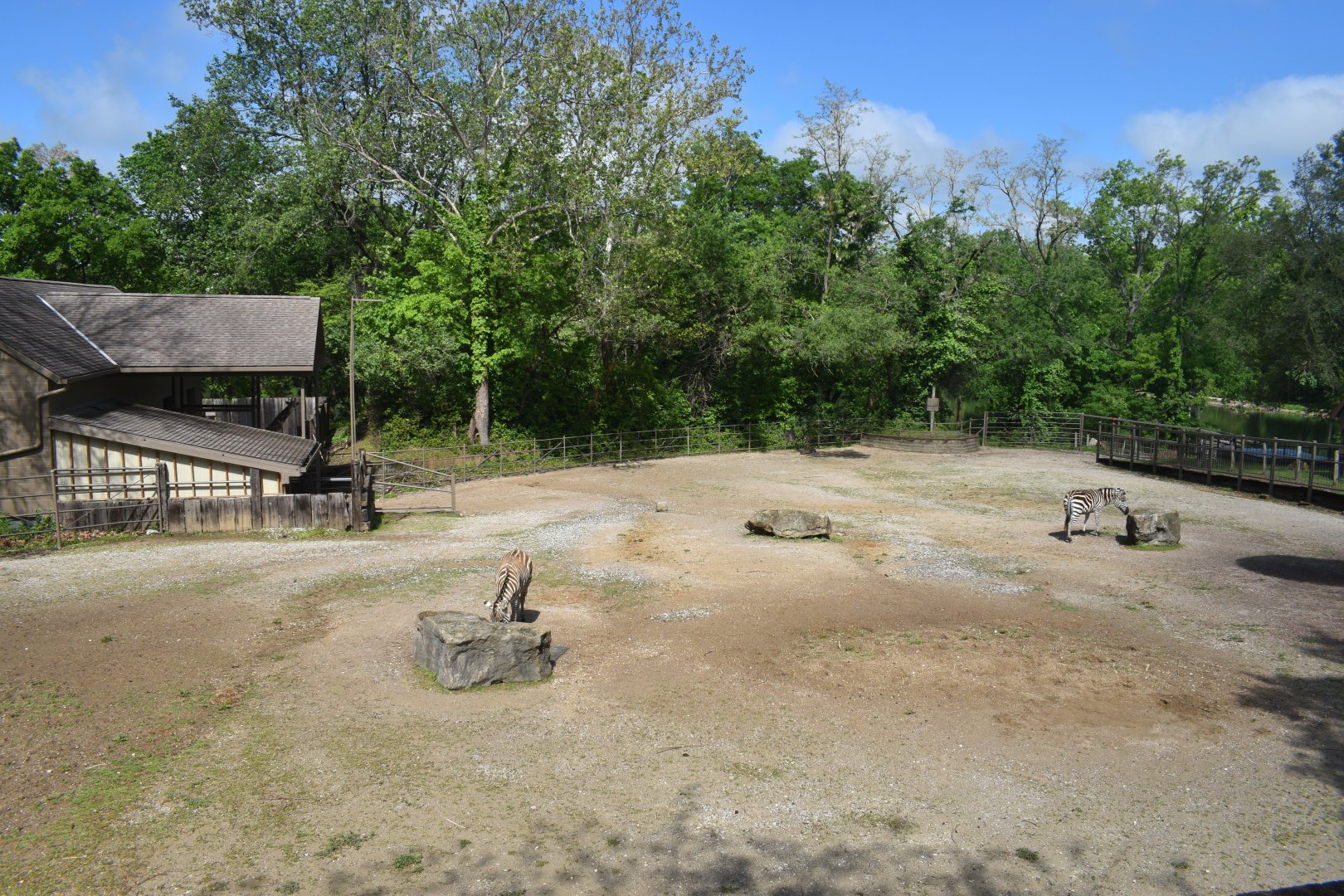 May. 2025 - African Rift Valley - Giraffe & Grant's Zebra Exhibit