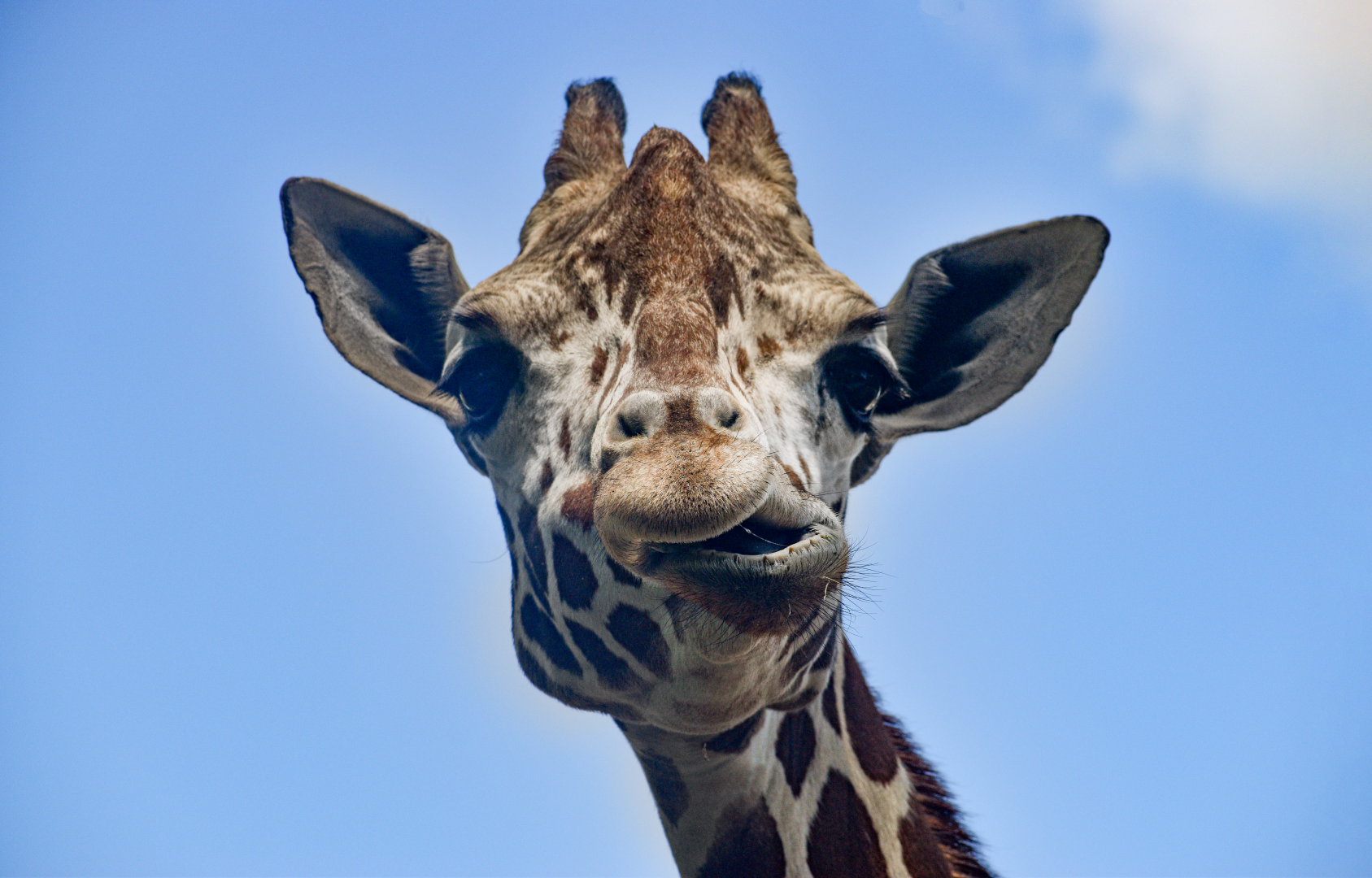 May. 2025 - African Rift Valley - Giraffe & Grant's Zebra Exhibit