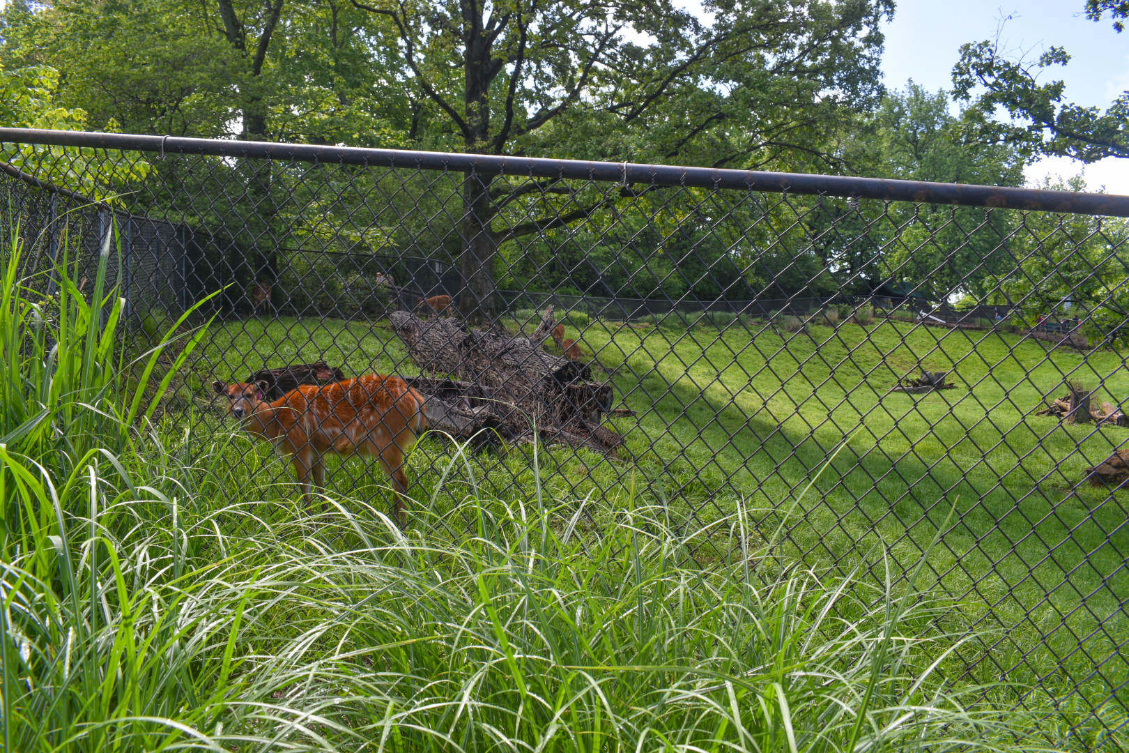 May. 2025 - African Rift Valley - Sitatunga Exhibit
