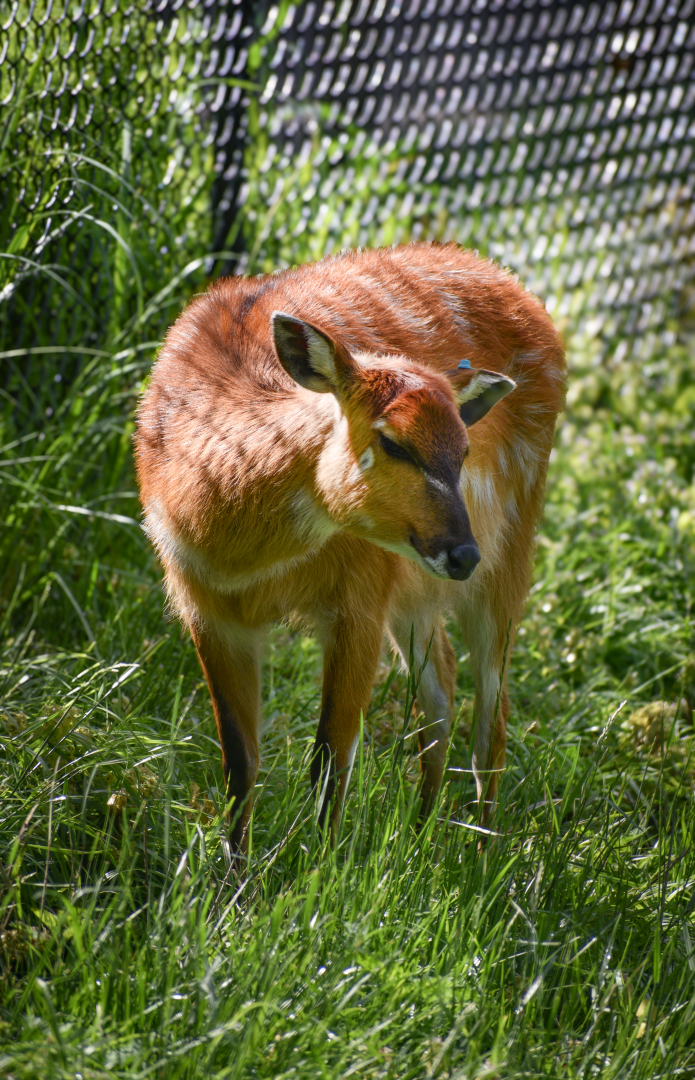 May. 2025 - African Rift Valley - Sitatunga