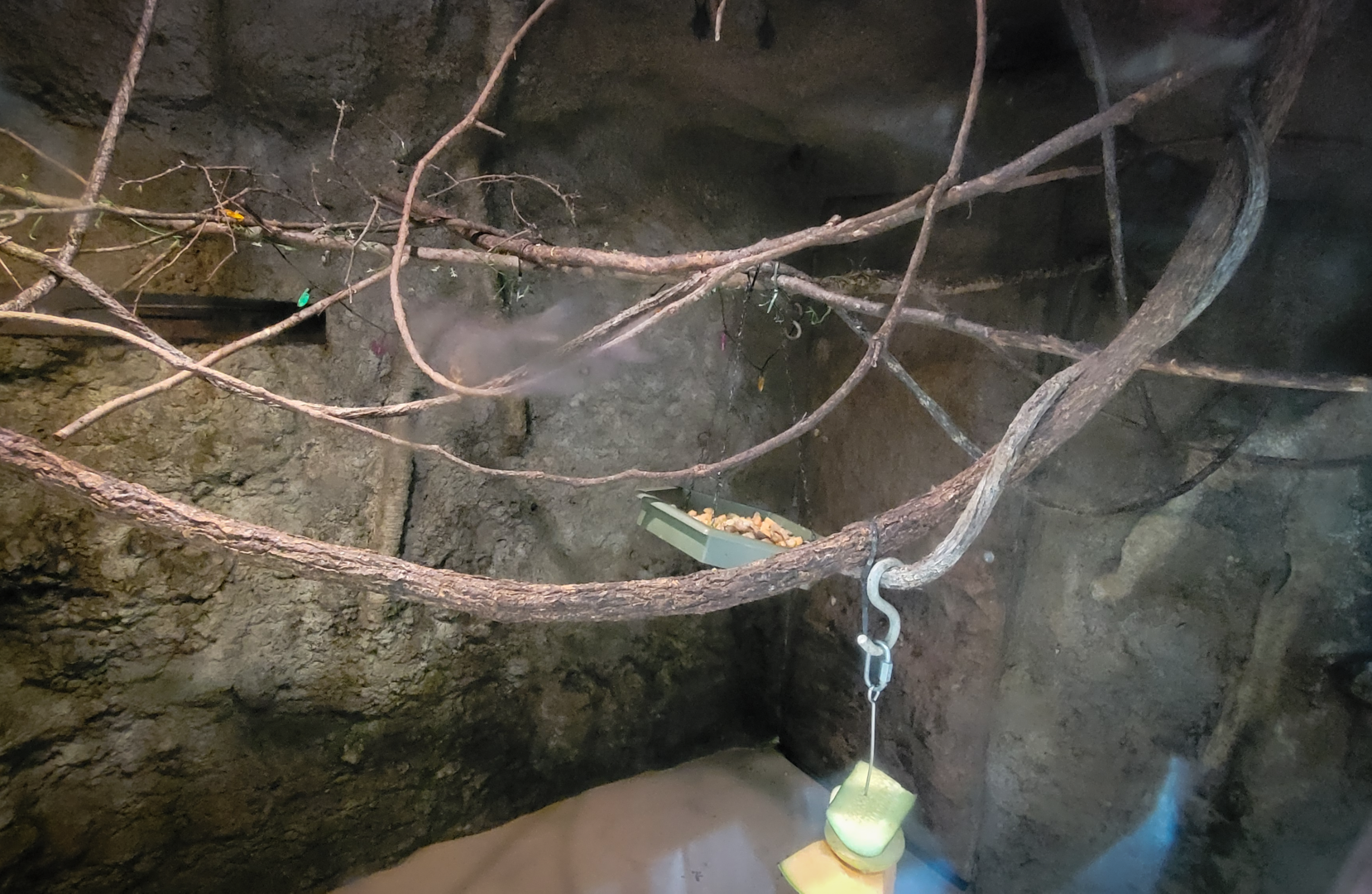 May. 2025 - Amazonia: Forest of Riches - 3 Bats