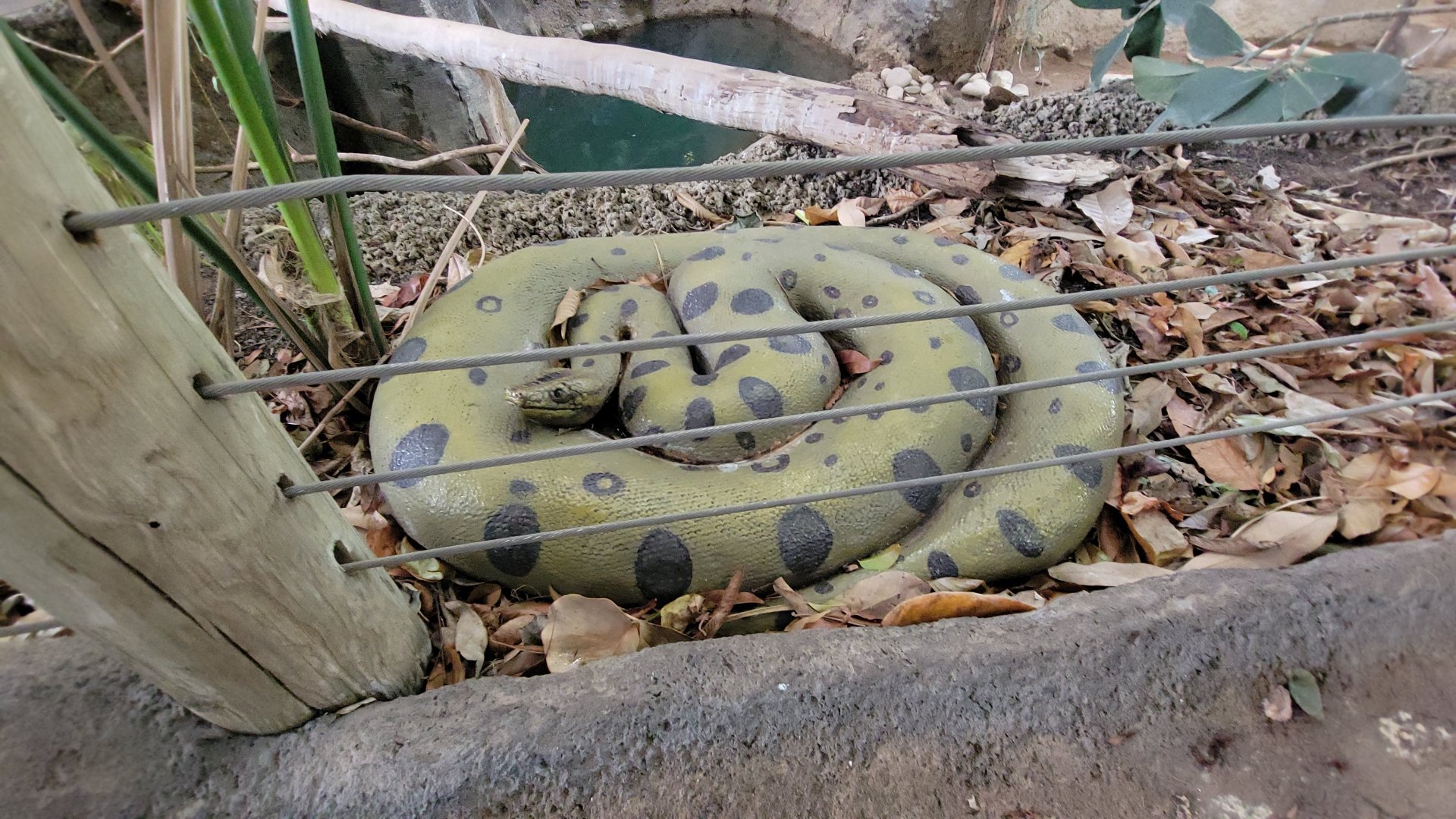 May. 2025 - Amazonia: Forest of Riches - Anaconda