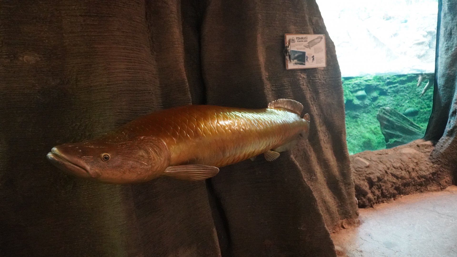 May. 2025 - Amazonia: Forest of Riches - Arapaima Sculpture