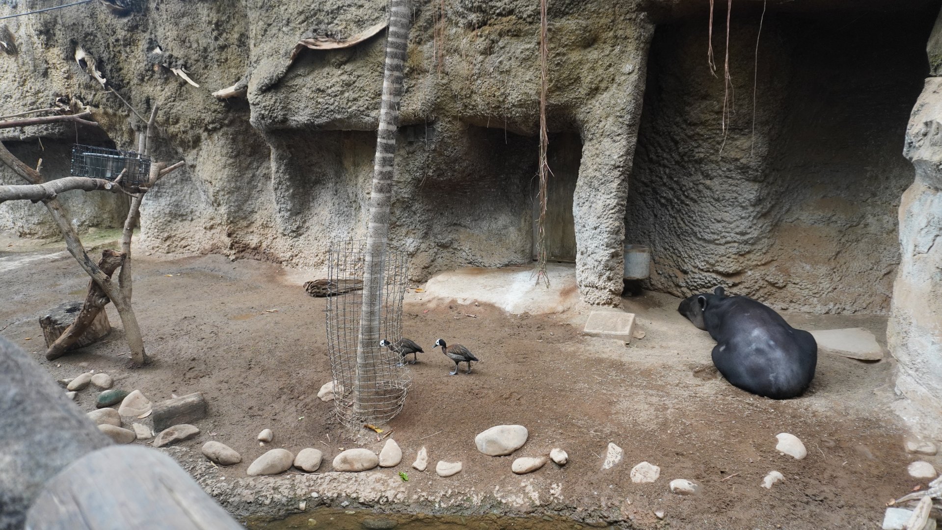 May. 2025 - Amazonia: Forest of Riches - Baird's Tapir Exhibit