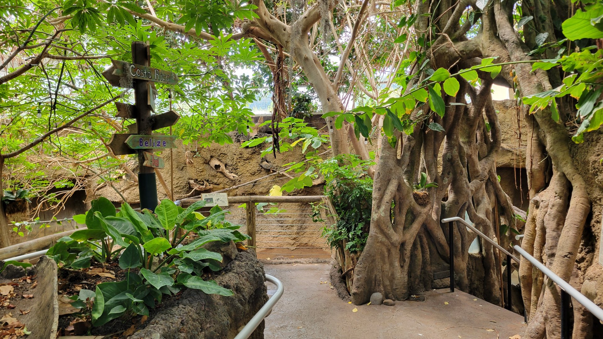 May. 2025 - Amazonia: Forest of Riches - Baird's Tapir Viewing