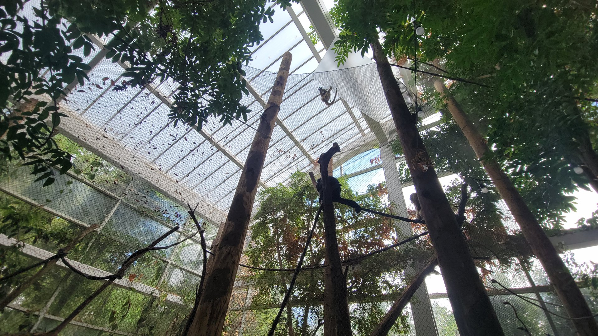 May. 2025 - Amazonia: Forest of Riches - Black Howler Monkey & Squirrel Monkey Exhibit