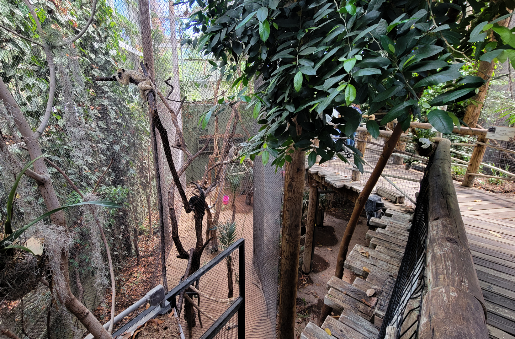 May. 2025 - Amazonia: Forest of Riches - Black Howler Monkey & Squirrel Monkey Exhibit