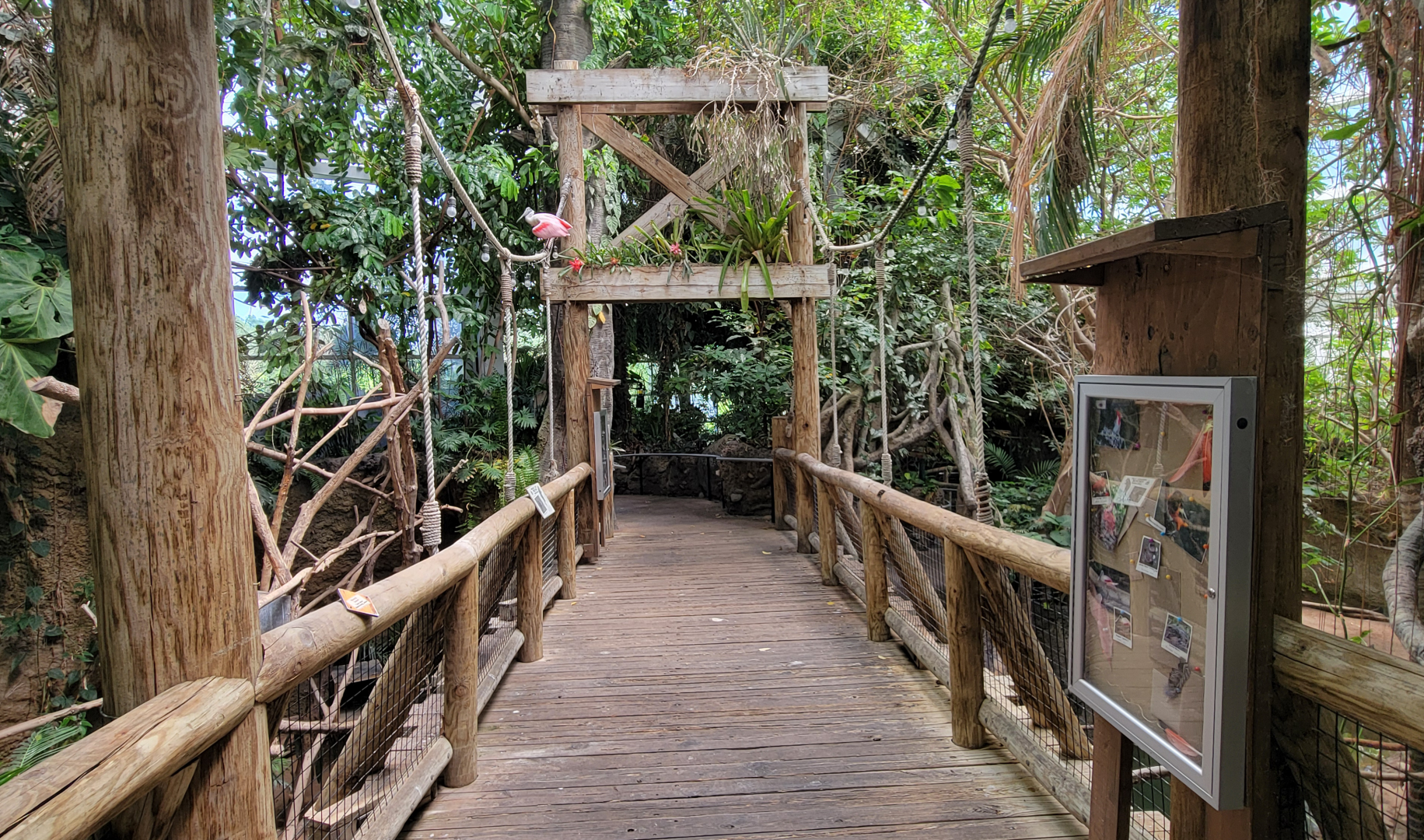 May. 2025 - Amazonia: Forest of Riches - Bridge