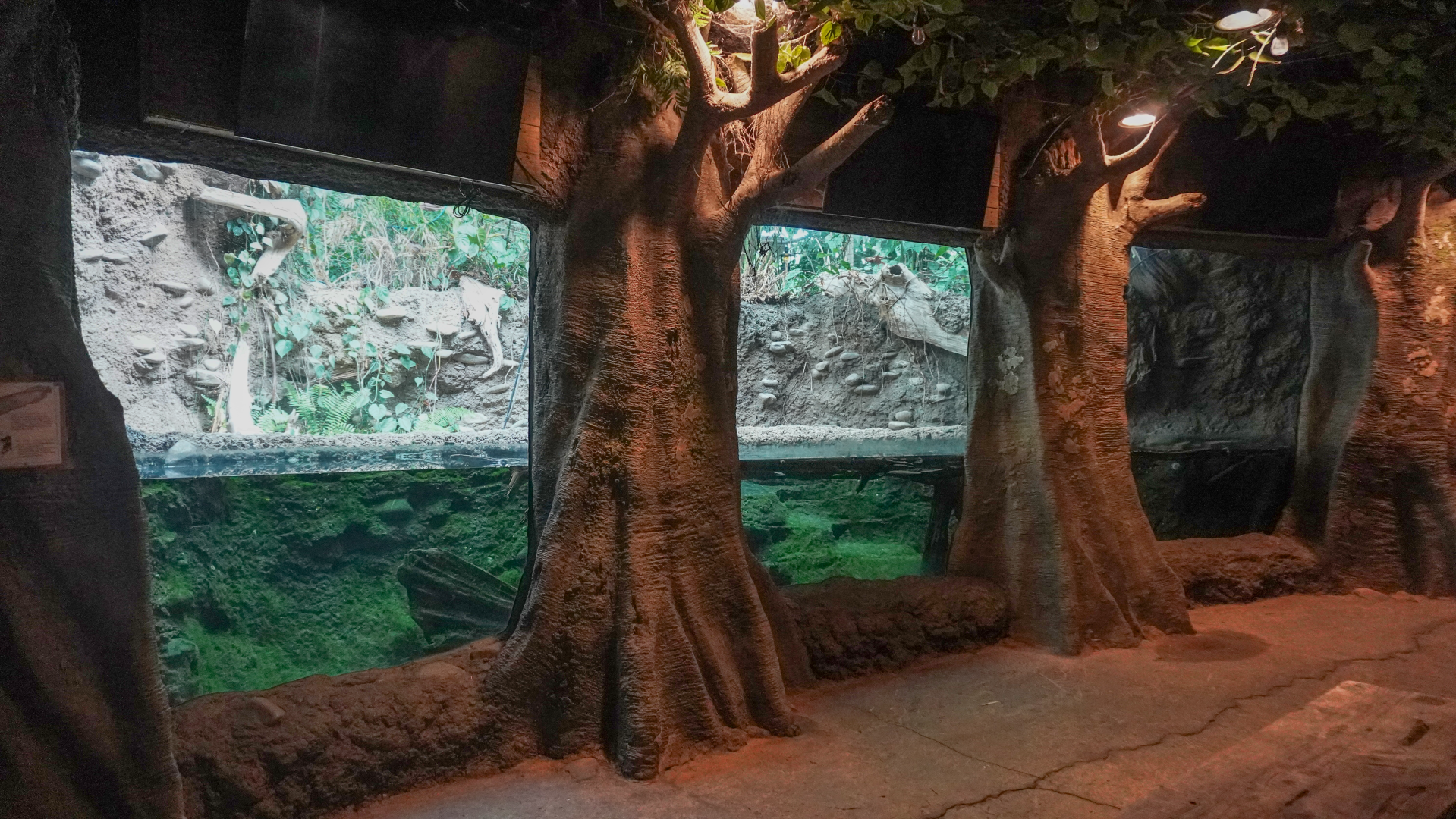 May. 2025 - Amazonia: Forest of Riches - Dwarf Caiman Exhibit