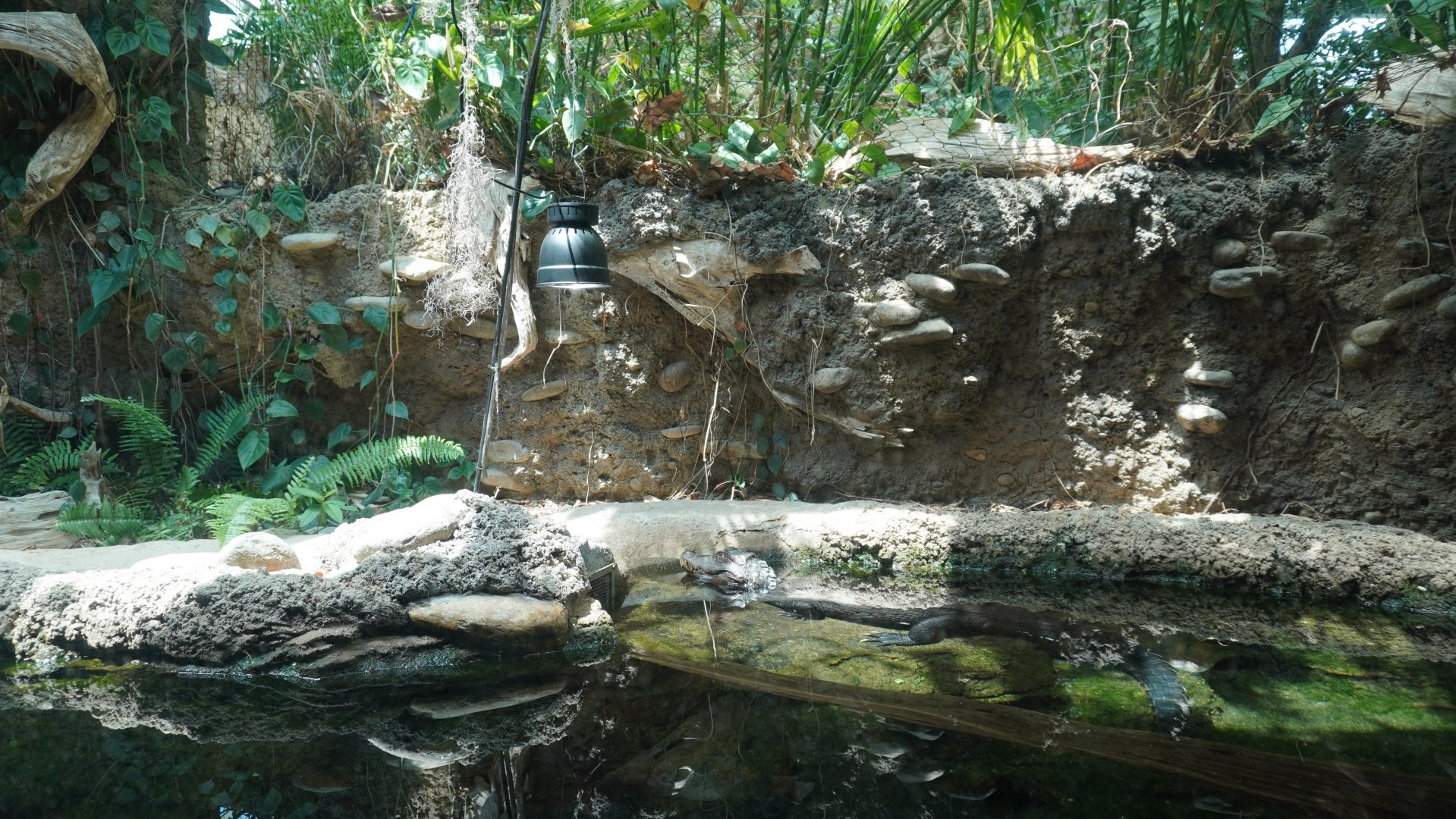 May. 2025 - Amazonia: Forest of Riches - Dwarf Caiman Exhibit