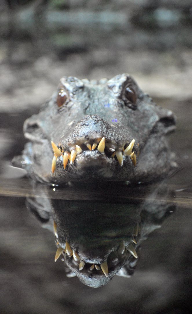 May. 2025 - Amazonia: Forest of Riches - Dwarf Caiman