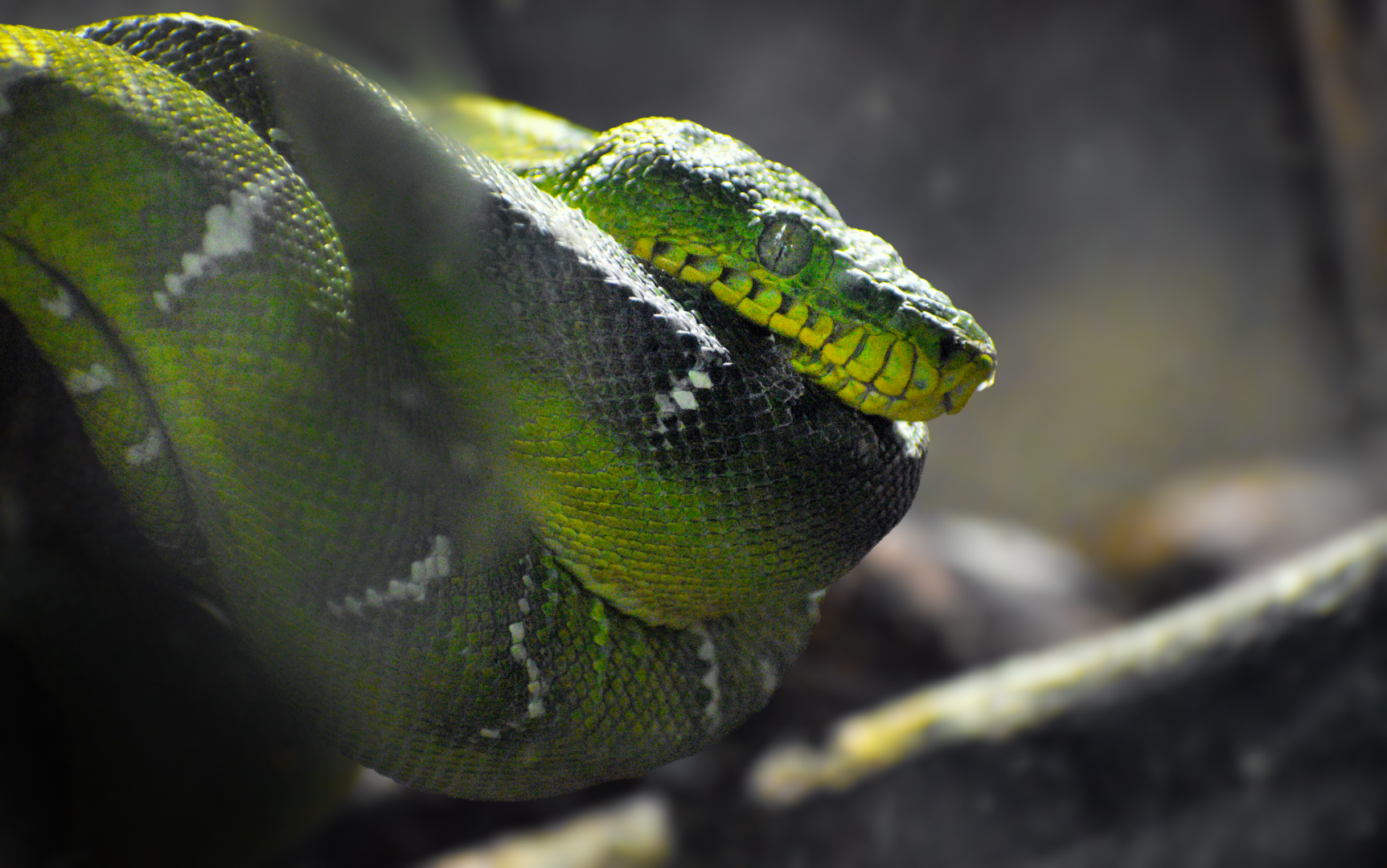 May. 2025 - Amazonia: Forest of Riches - Emerald Tree Boa