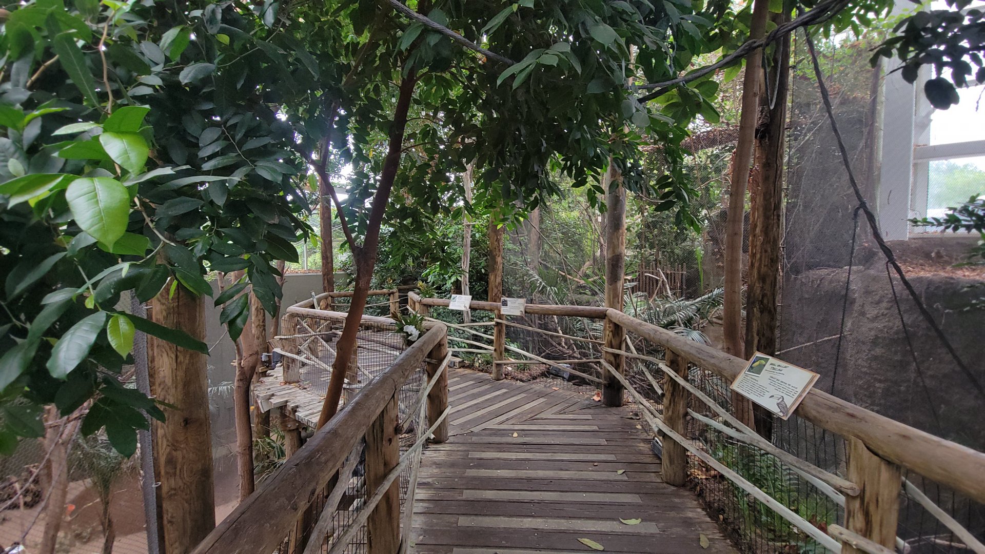 May. 2025 - Amazonia: Forest of Riches - First Look