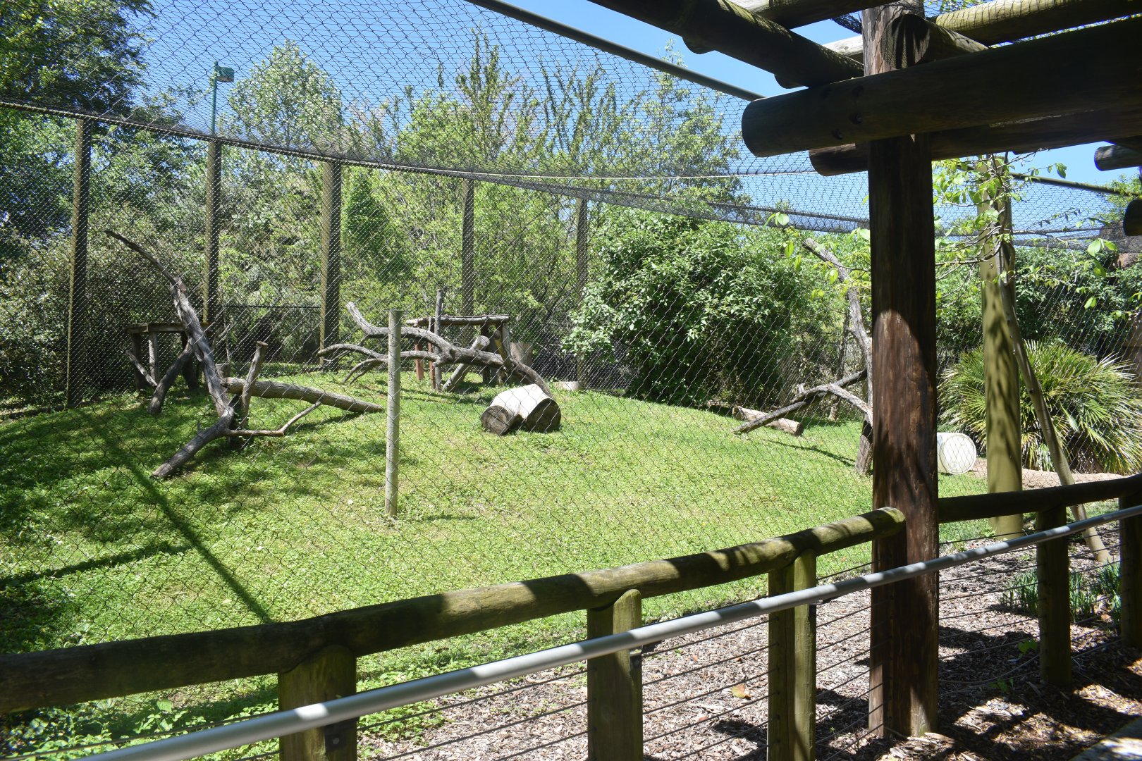 May. 2025 - Amazonia: Forest of Riches - Goldman's Jaguar Exhibit