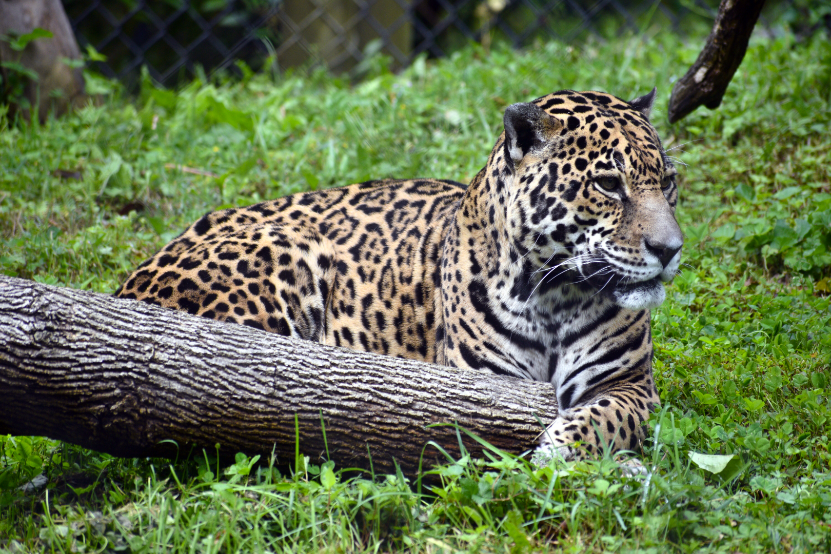 May. 2025 - Amazonia: Forest of Riches - Goldman's Jaguar Exhibit