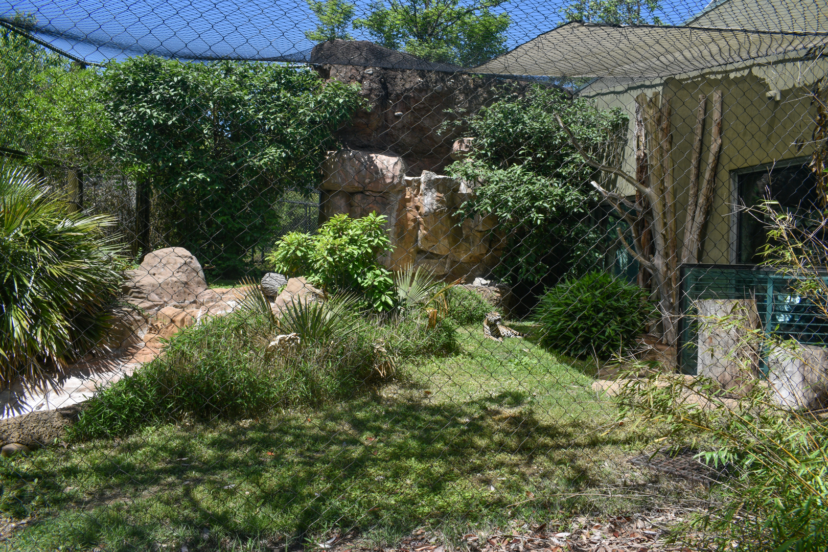 May. 2025 - Amazonia: Forest of Riches - Goldman's Jaguar Exhibit