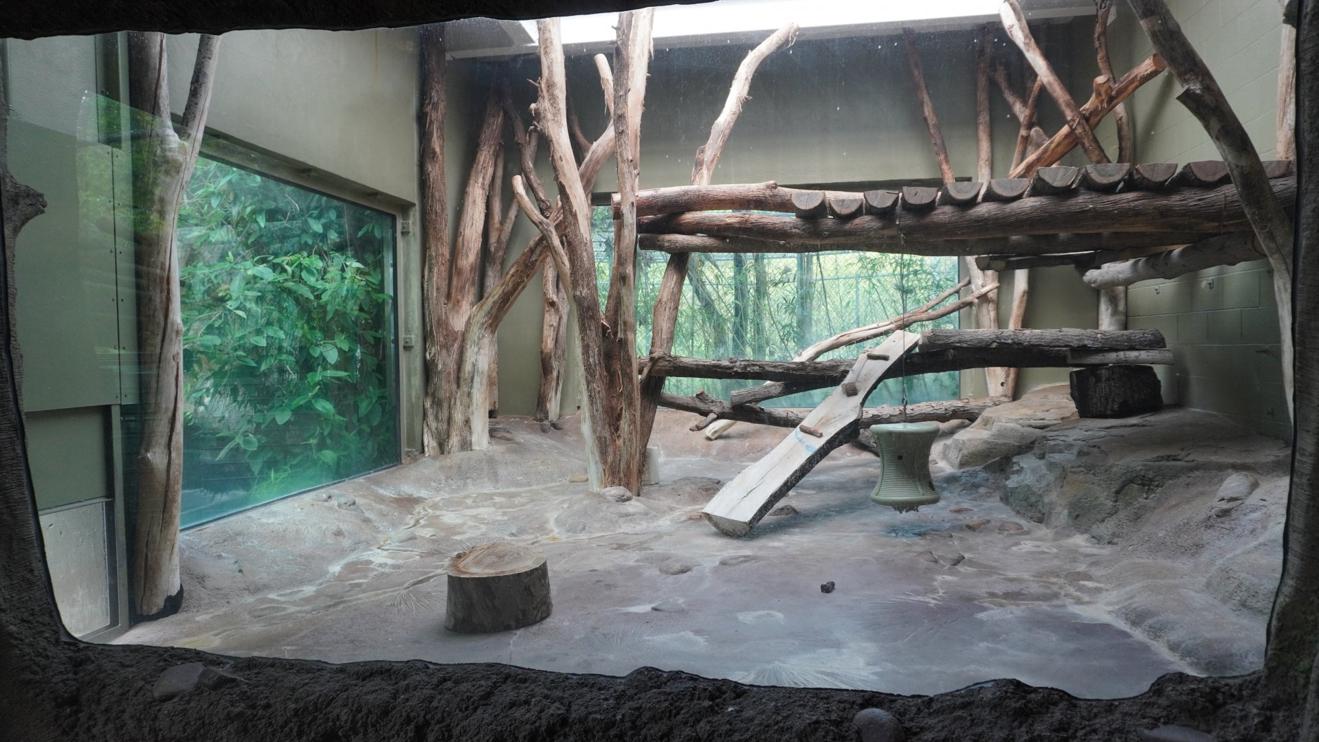 May. 2025 - Amazonia: Forest of Riches - Goldman's Jaguar Indoor Exhibit