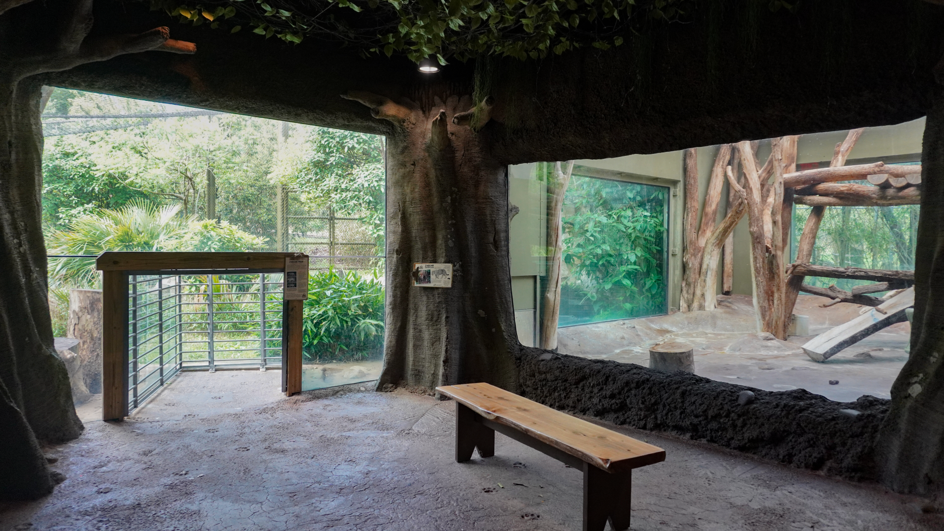 May. 2025 - Amazonia: Forest of Riches - Goldman's Jaguar Indoor & Outdoor Exhibits