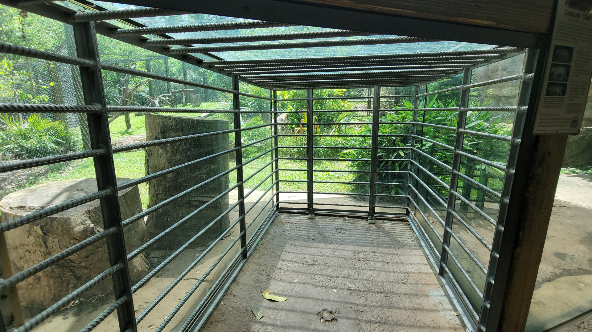 May. 2025 - Amazonia: Forest of Riches - Jaguar Trap Viewing