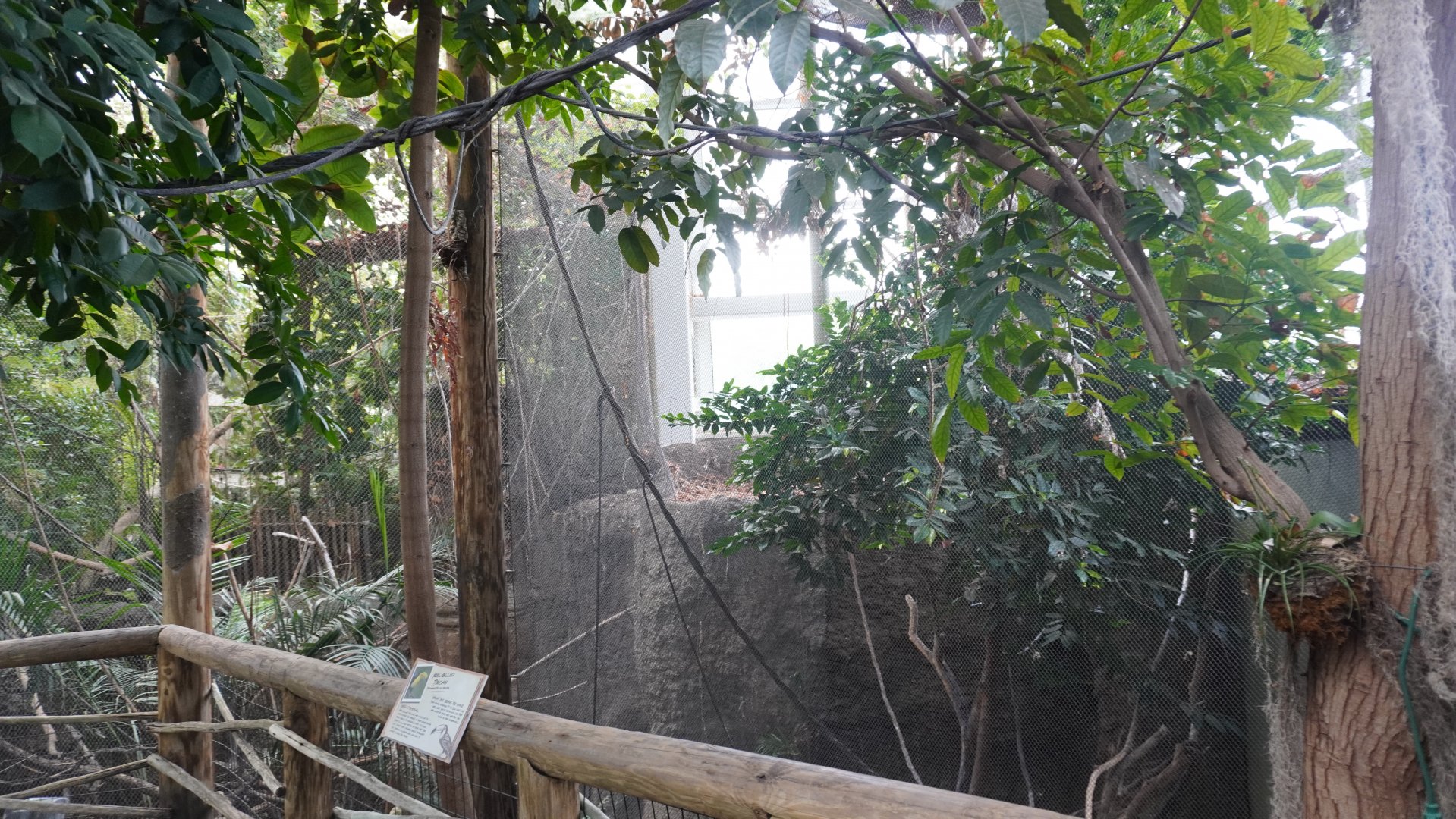 May. 2025 - Amazonia: Forest of Riches - Keel-billed Toucan Exhibit