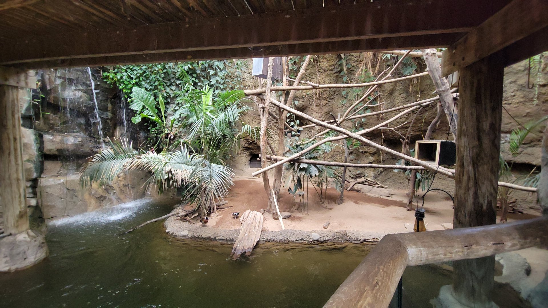 May. 2025 - Amazonia: Forest of Riches - Prehensile-tailed Porcupine (Lower View)