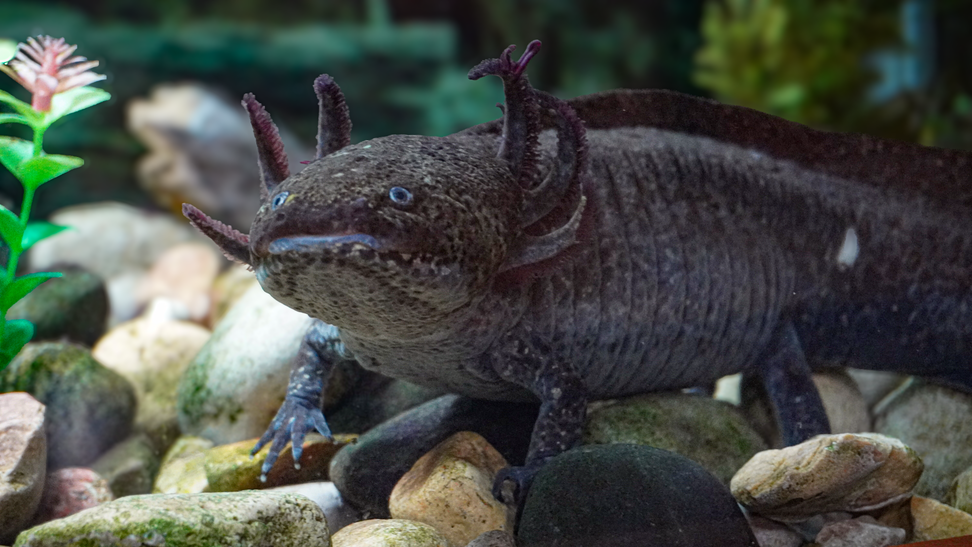 May. 2025 - Amazonia: Forest of Riches - Researcher's Hut - Axolotl