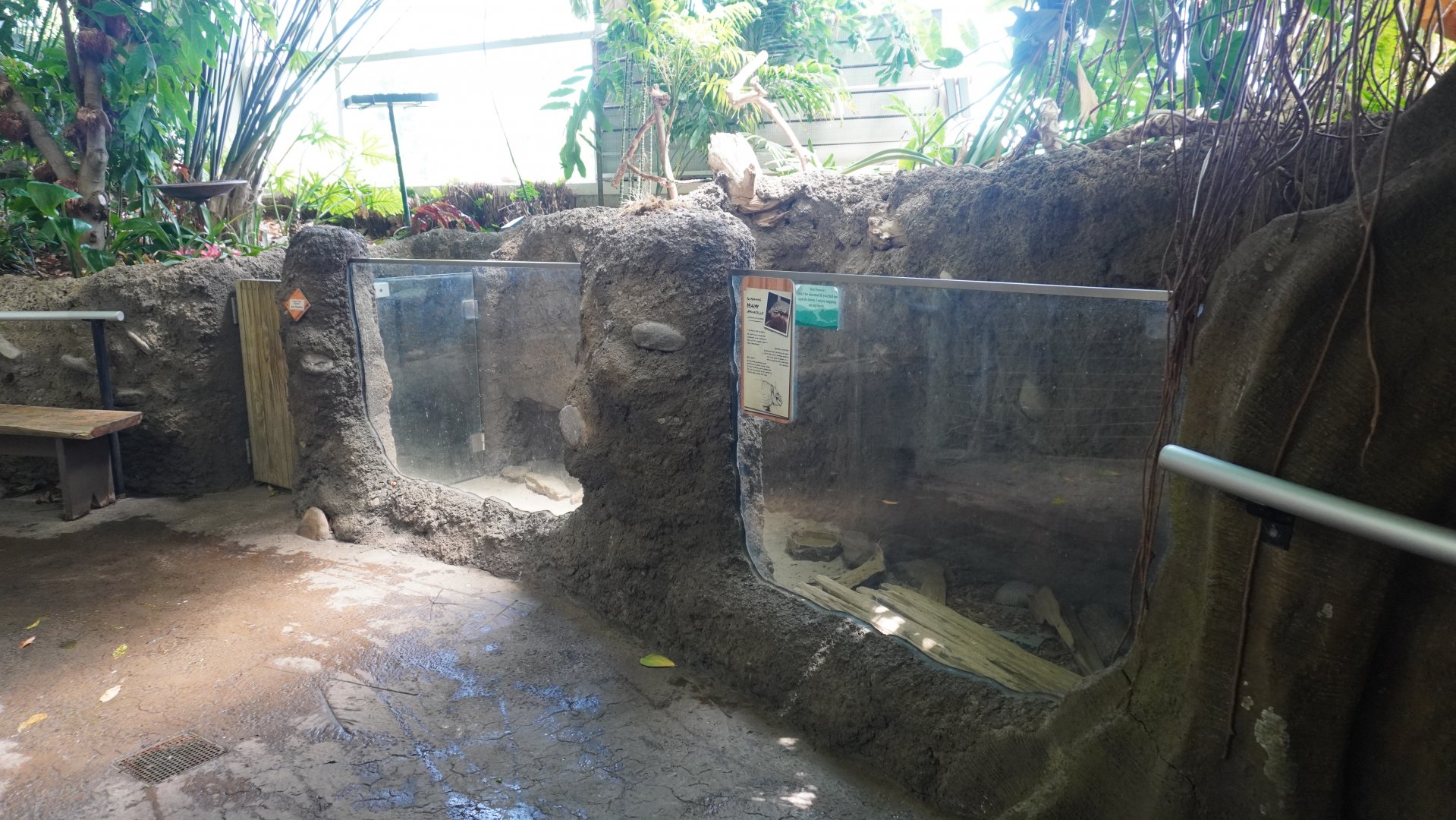 May. 2025 - Amazonia: Forest of Riches - Screaming Hairy Armadillo Exhibit