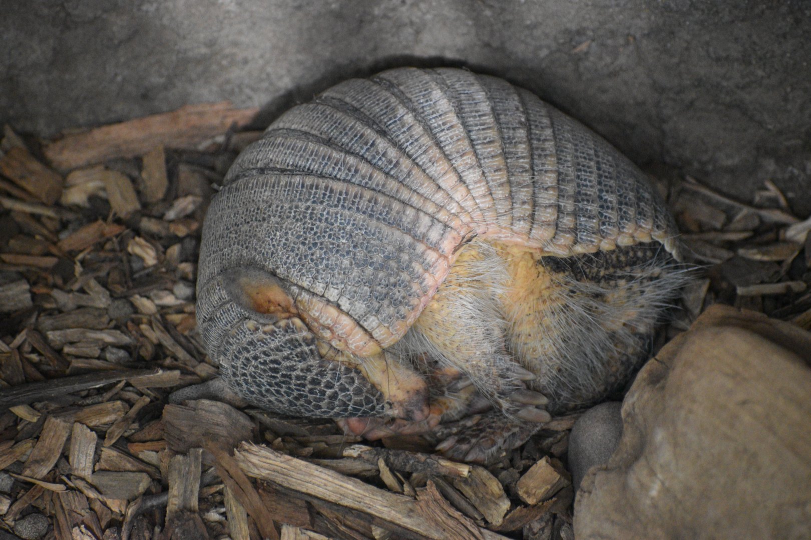 May. 2025 - Amazonia: Forest of Riches - Screaming Hairy Armadillo Exhibit