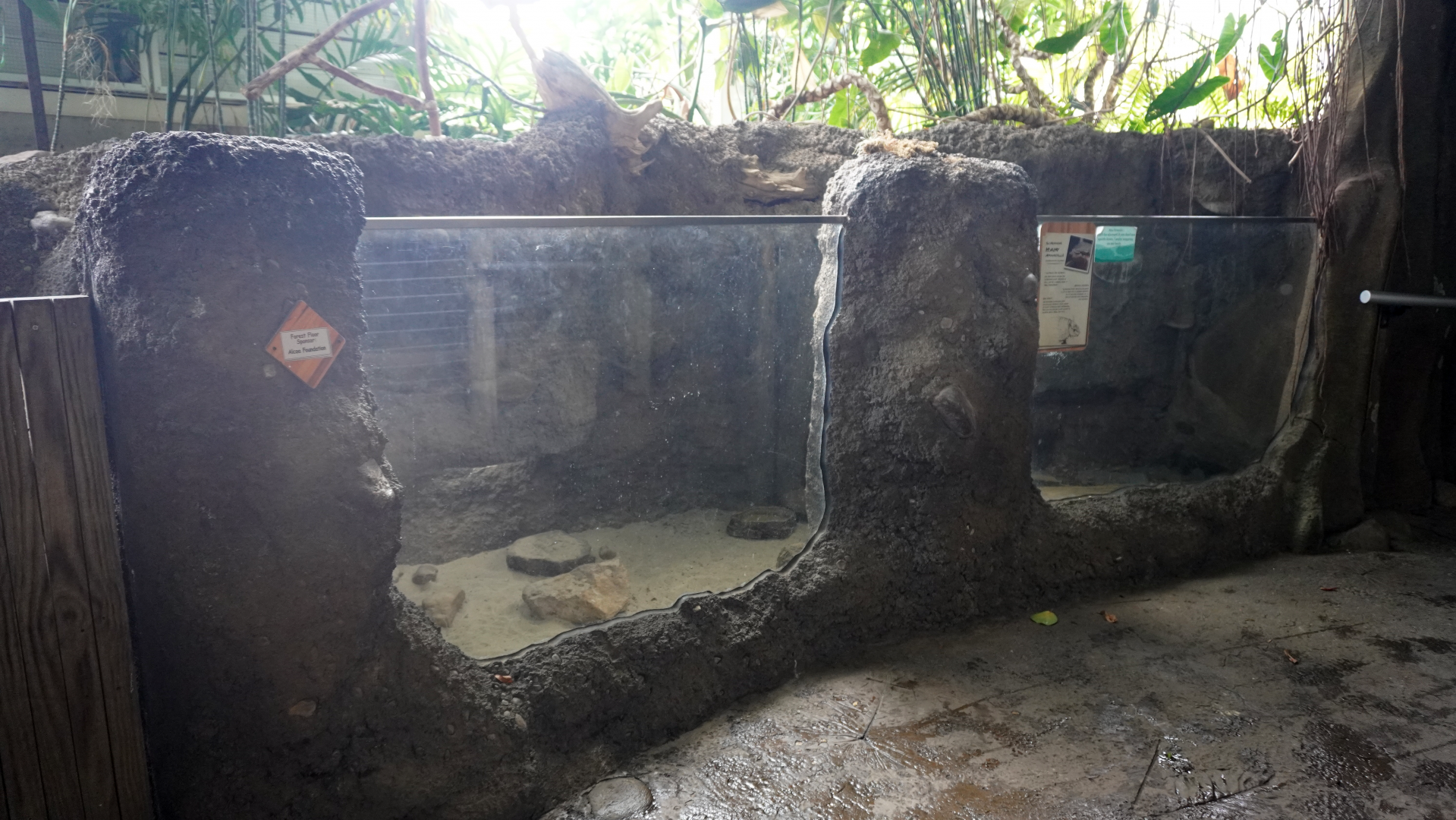 May. 2025 - Amazonia: Forest of Riches - Screaming Hairy Armadillo Exhibit