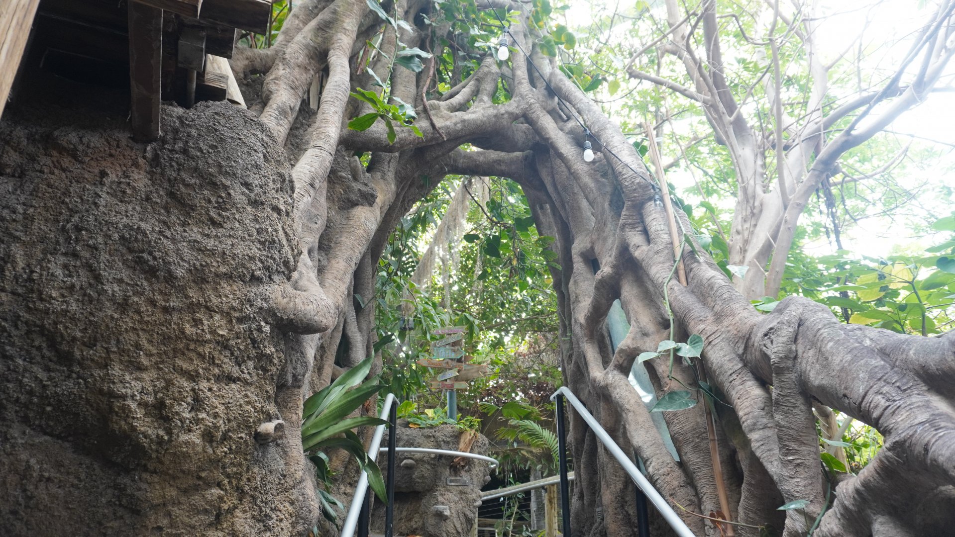 May. 2025 - Amazonia: Forest of Riches - Strangler Fig Arch