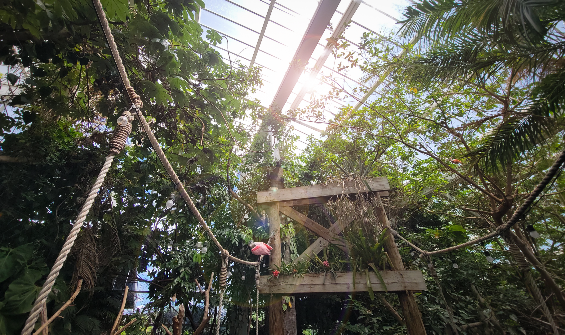 May. 2025 - Amazonia: Forest of Riches