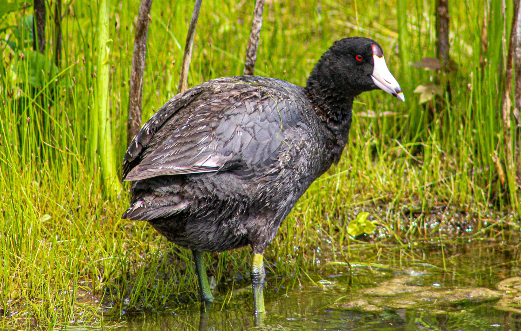May. 2025 - American Coot