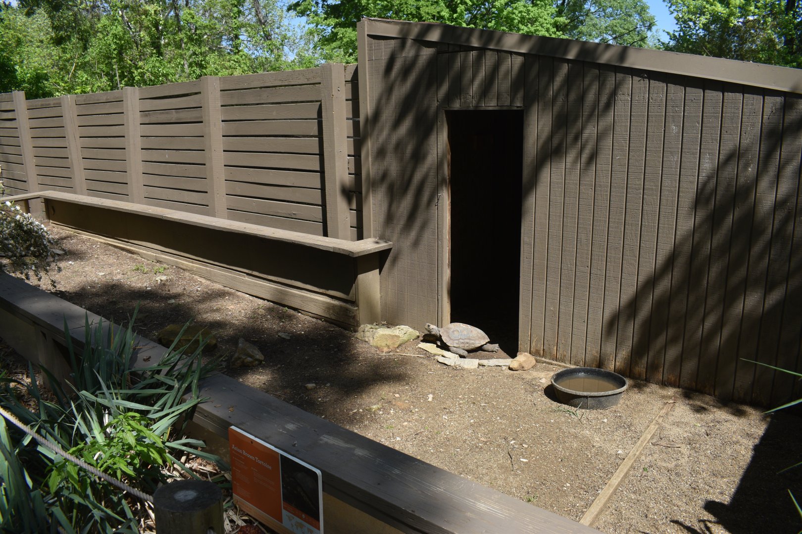 May. 2025 - Asia - Asian Brown Tortoise Exhibit