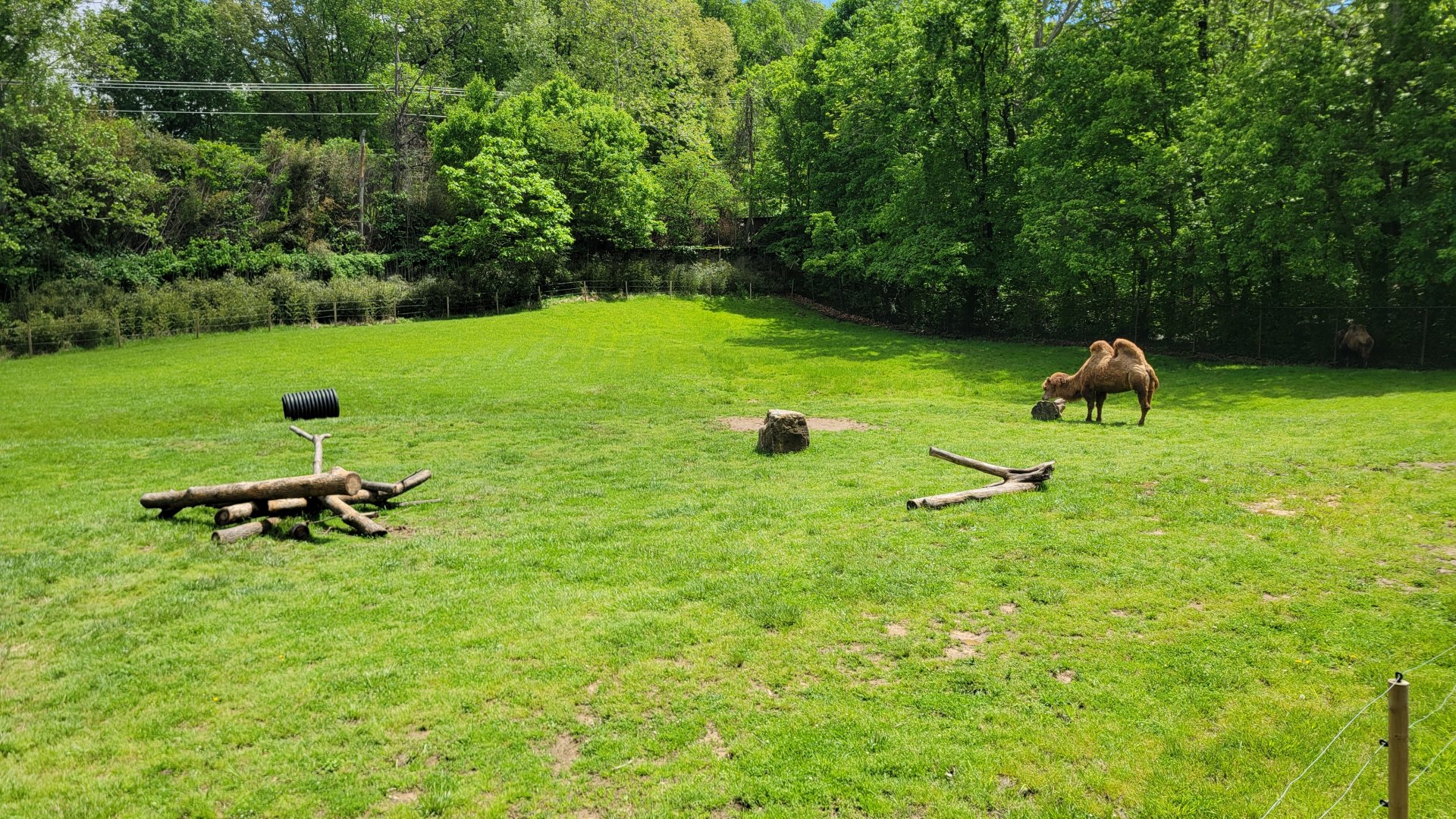 May. 2025 - Asia - Bactrian Camel Exhibit