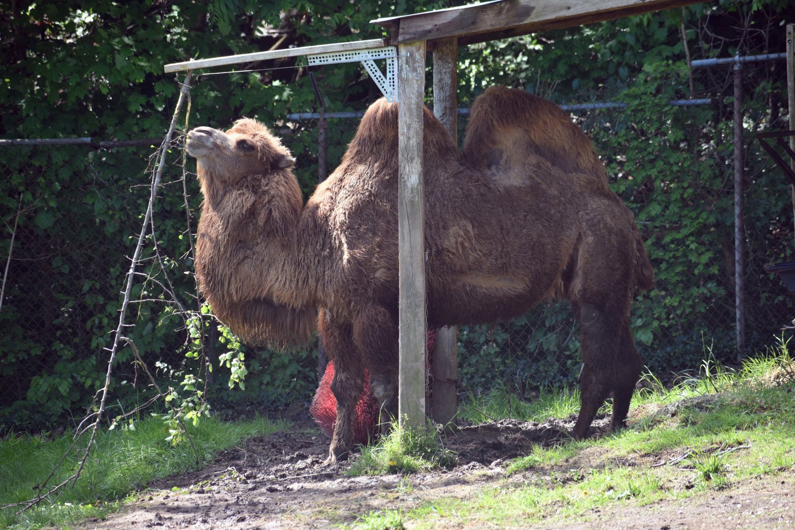 May. 2025 - Asia - Bactrian Camel Exhibit