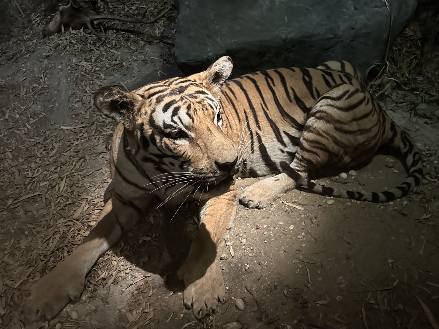 May 2025 - Asia - Bengal Tiger
