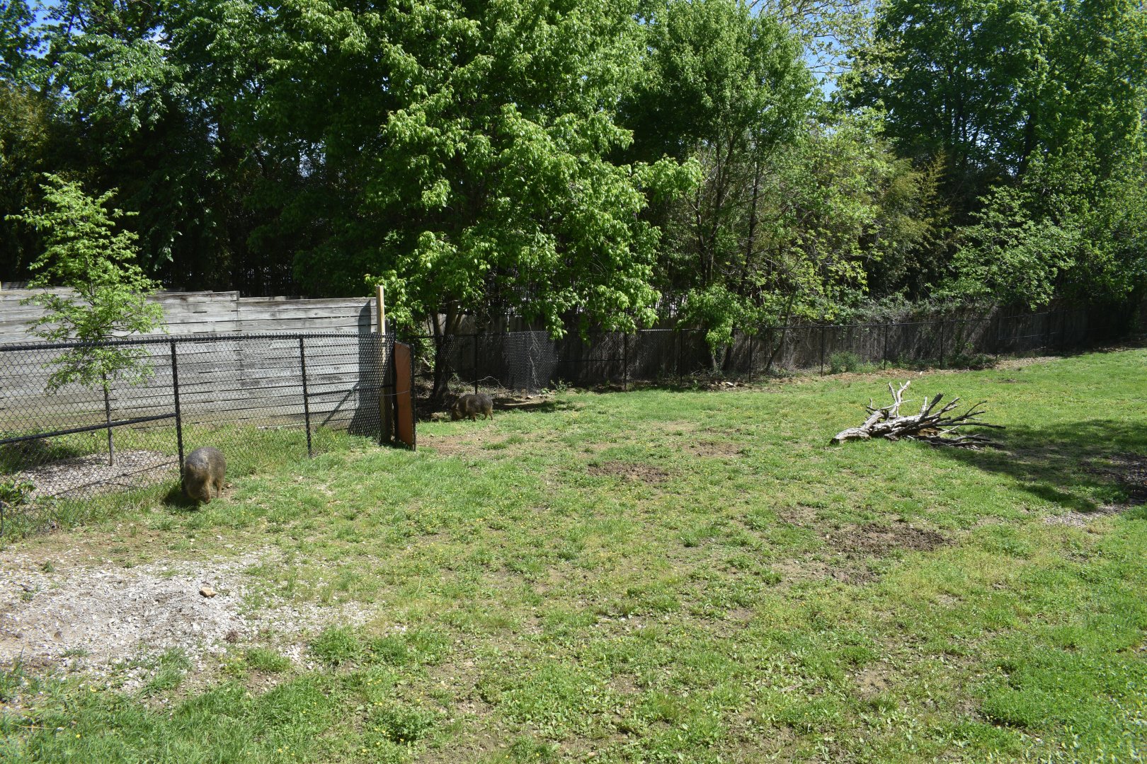 May. 2025 - Asia - Chacoan Peccary Exhibit