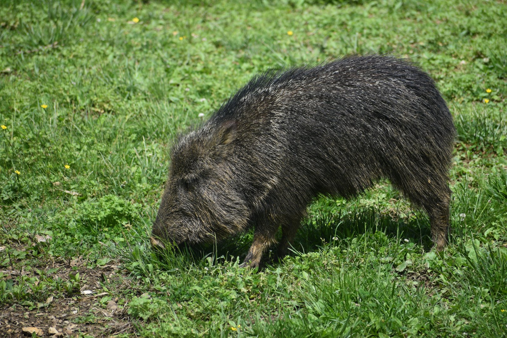 May. 2025 - Asia - Chacoan Peccary Exhibit
