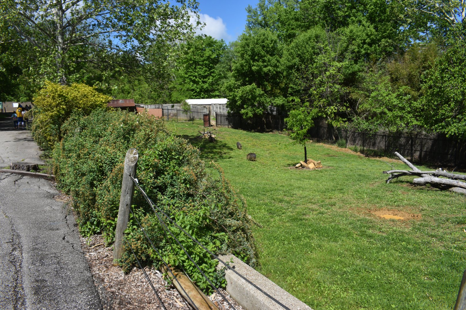 May. 2025 - Asia - Chacoan Peccary Exhibit