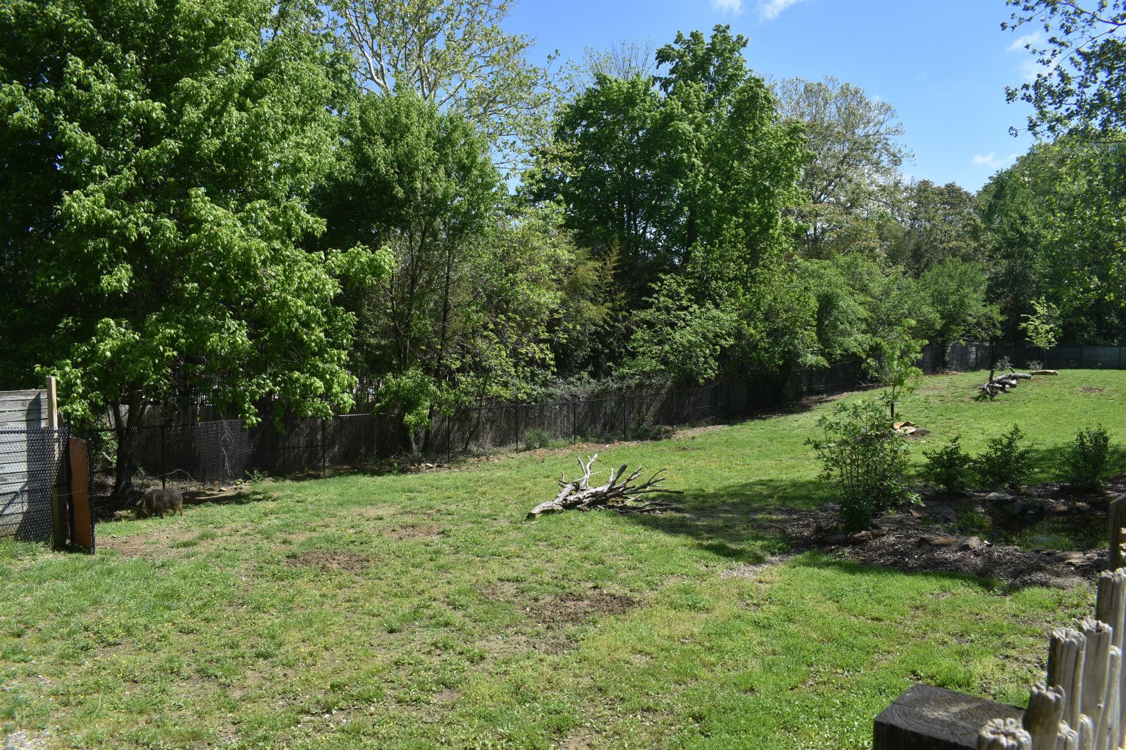 May. 2025 - Asia - Chacoan Peccary Exhibit