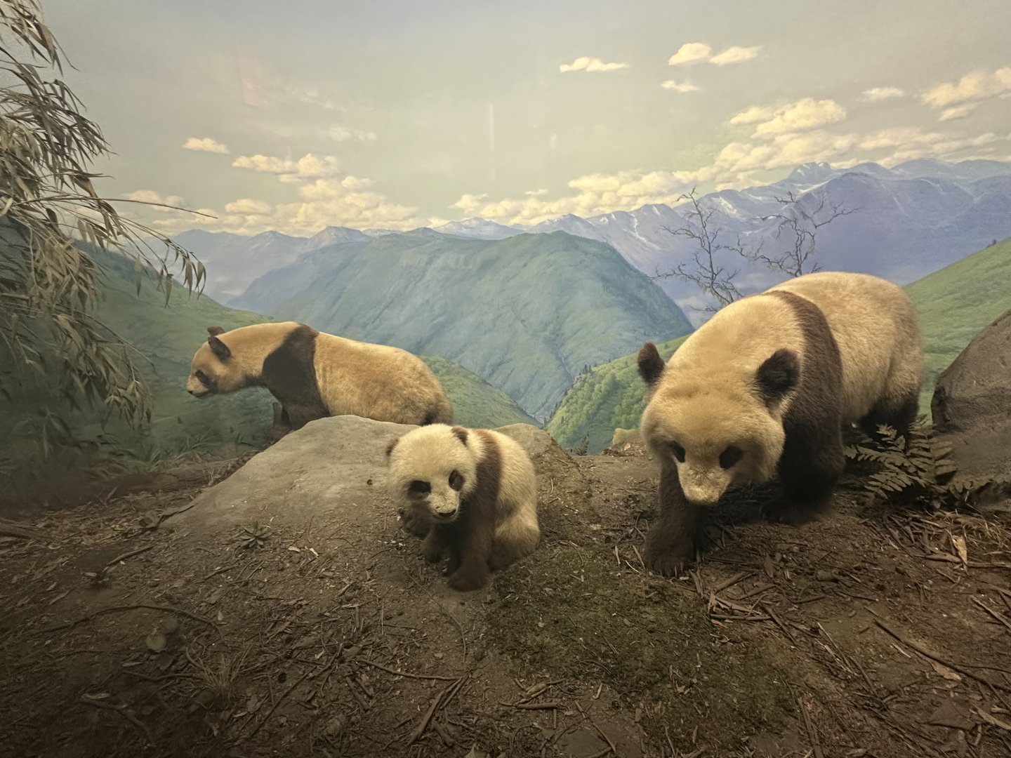 May 2025 - Asia - Giant Pandas