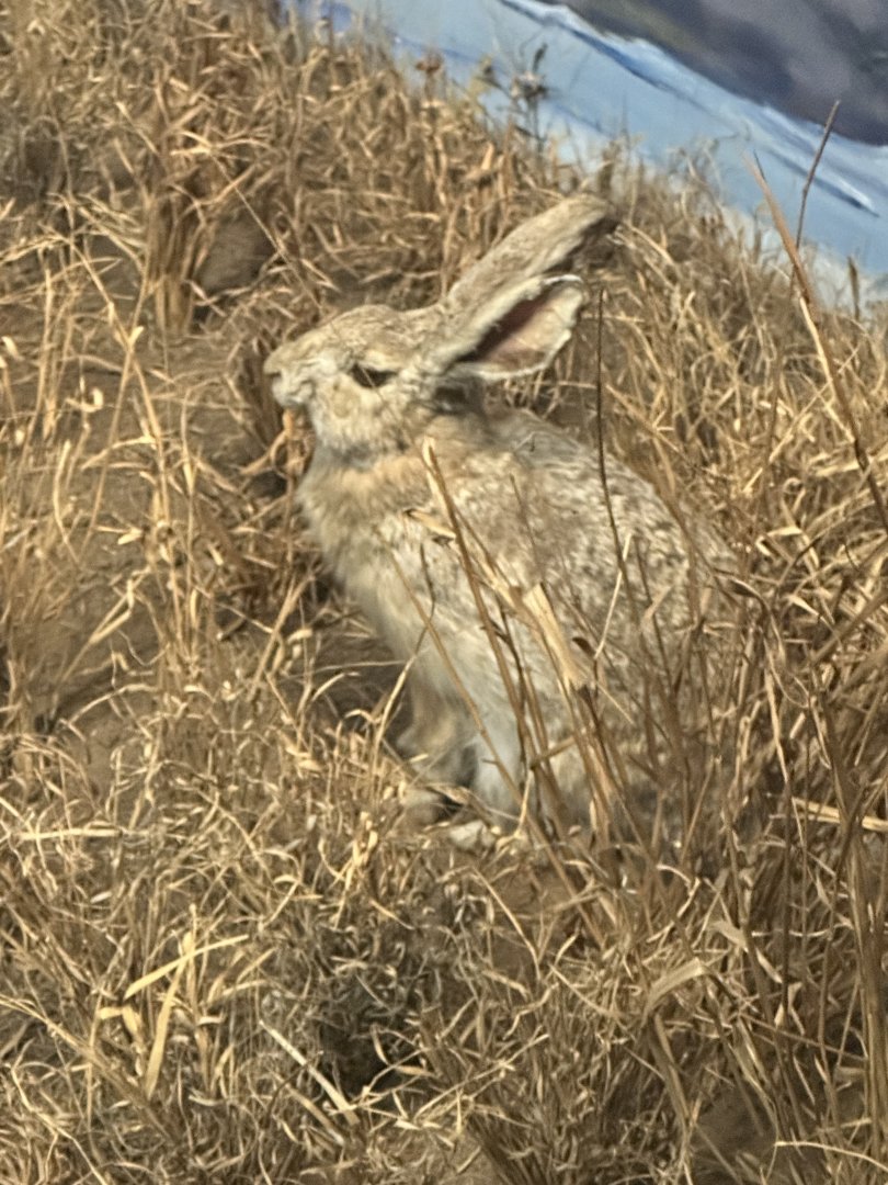 May 2025 - Asia - Hare ID