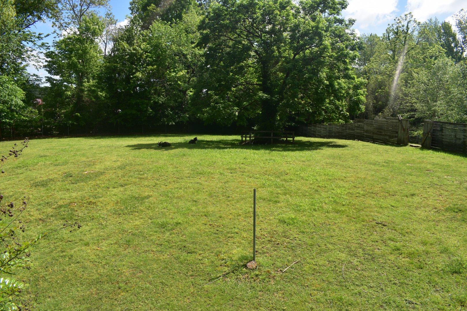 May. 2025 - Asia - Jacob Sheep Exhibit