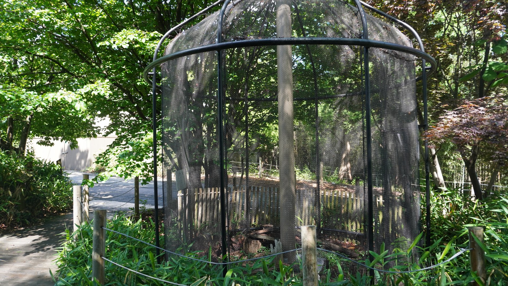 May. 2025 - Asia - Little Buttonquail Exhibit