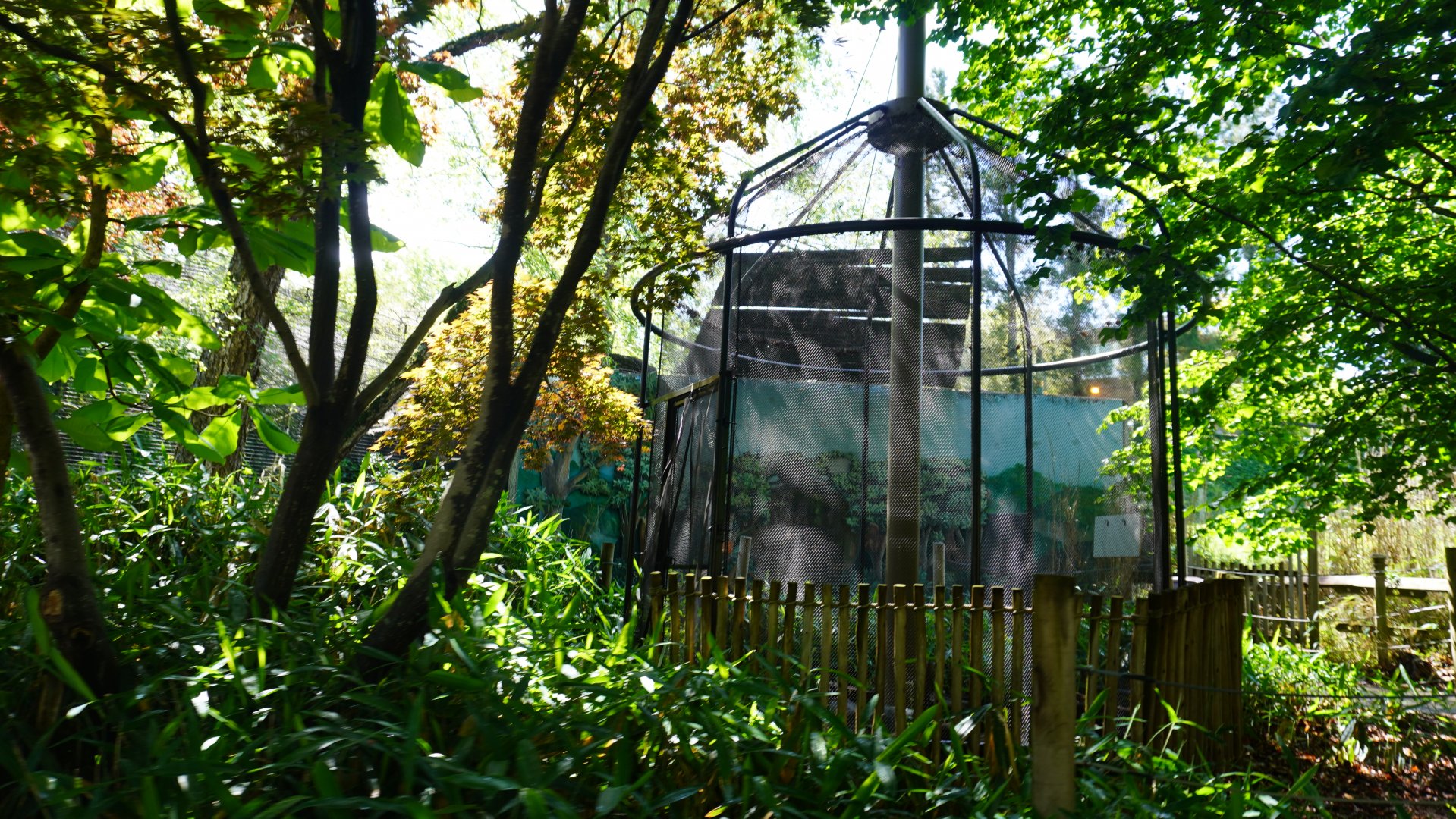 May. 2025 - Asia - Little Buttonquail Exhibit